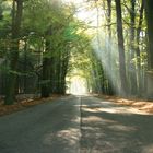 Straße im Wald