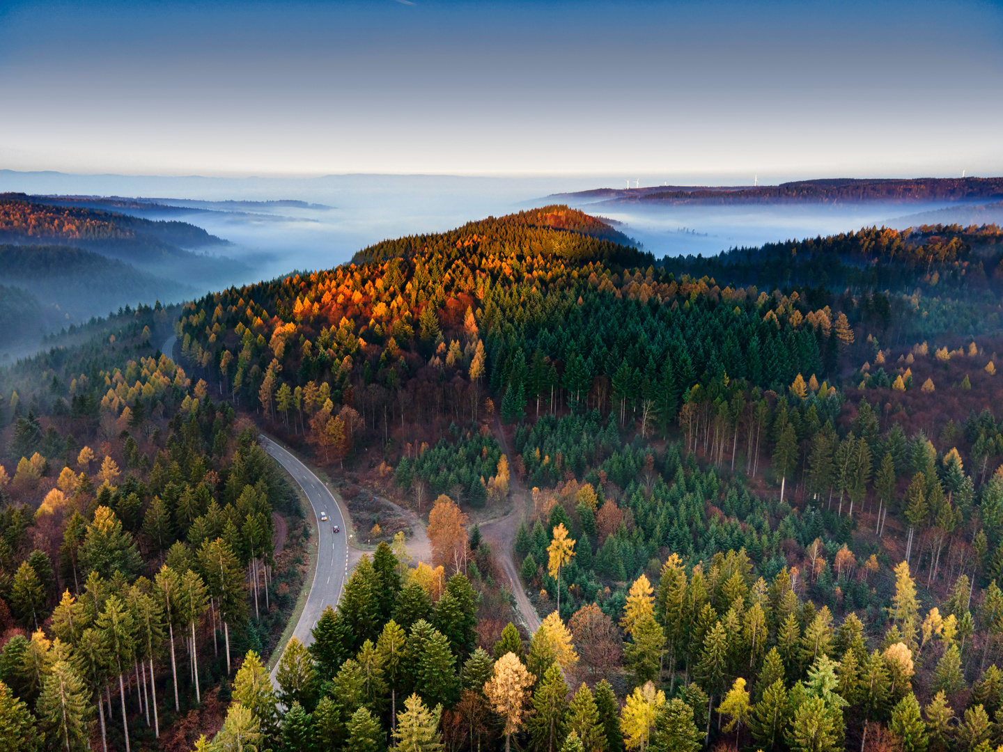 Strasse im Wald 