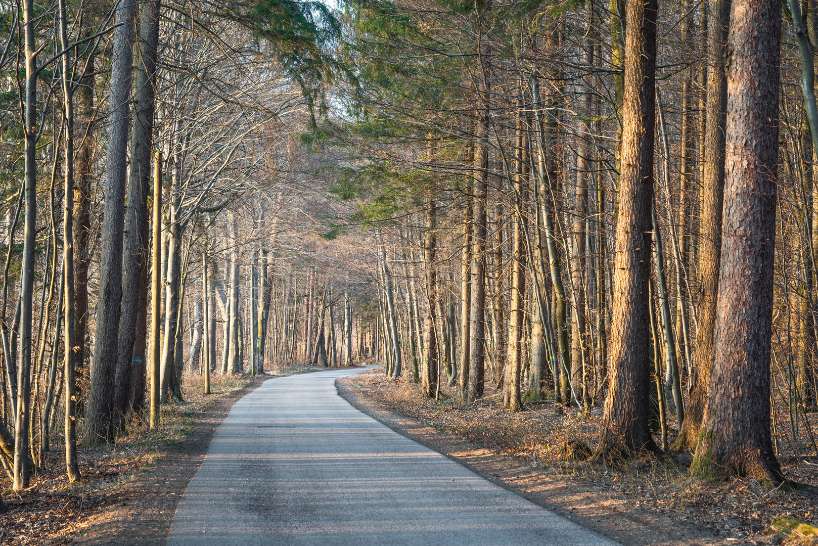 Straße im Wald