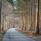 Straße im Wald