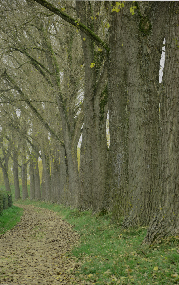 Straße im Wald