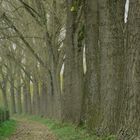 Straße im Wald