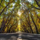 Straße im Wald La Gomera - bearbeitet