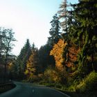 Straße in den Herbst