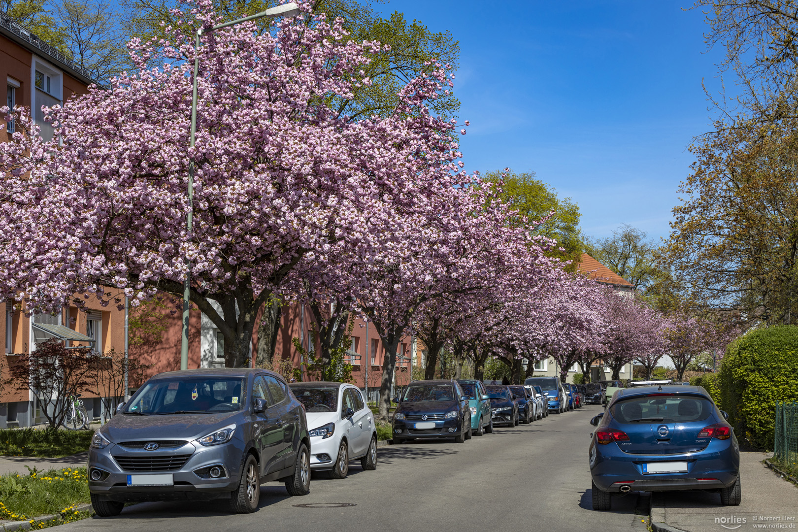 Straße mit Kirschbäumen