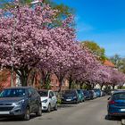 Straße mit Kirschbäumen
