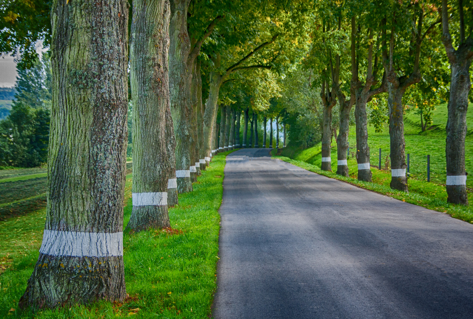 STRASSE UND BAUM