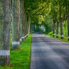 STRASSE UND BAUM