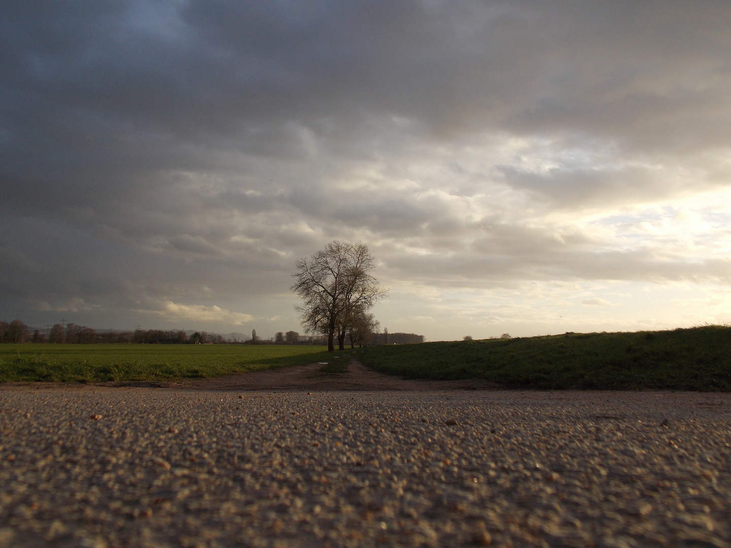 Straße zum einsamen aber starken Baum