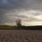 Straße zum einsamen aber starken Baum