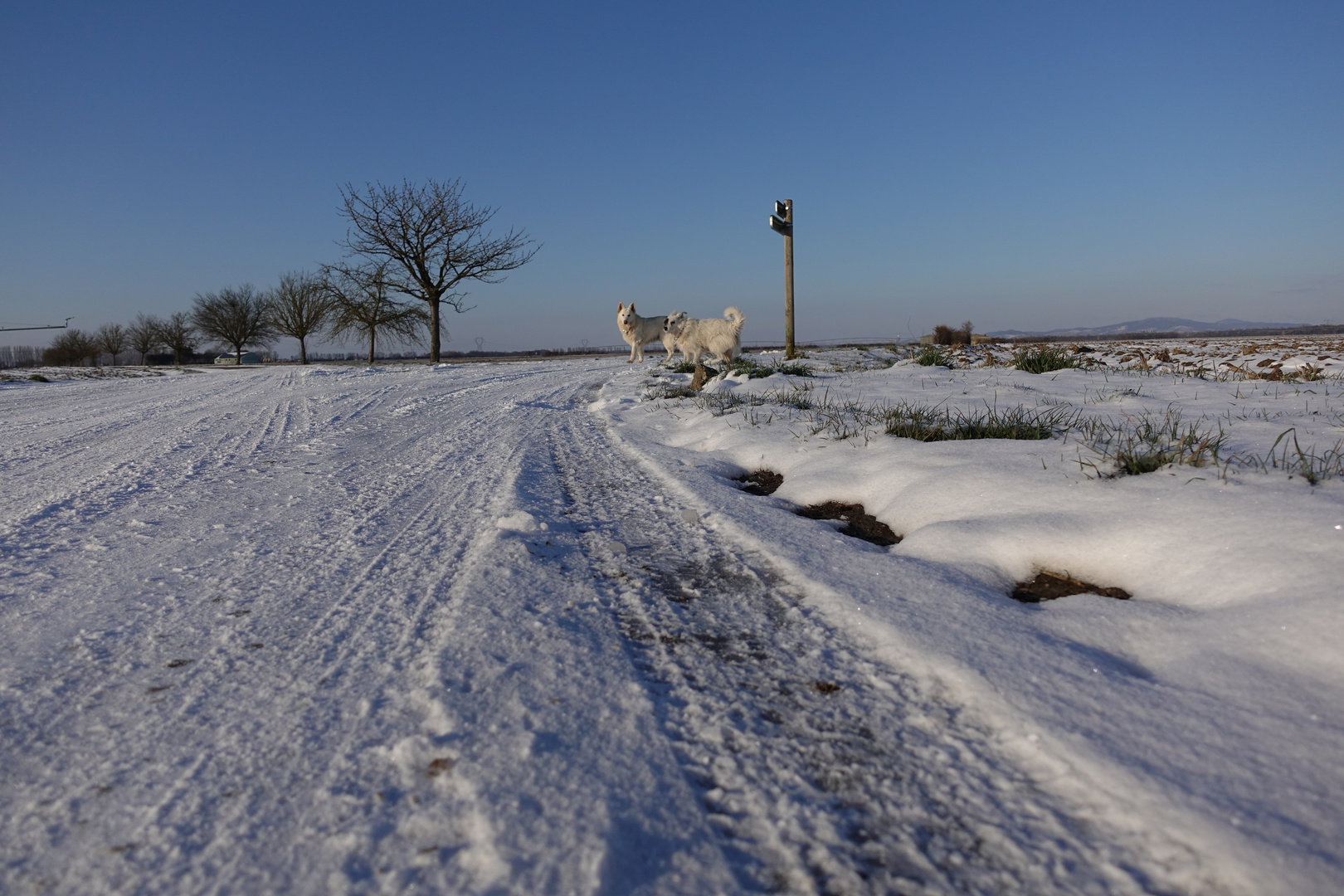 Straße zum Hund