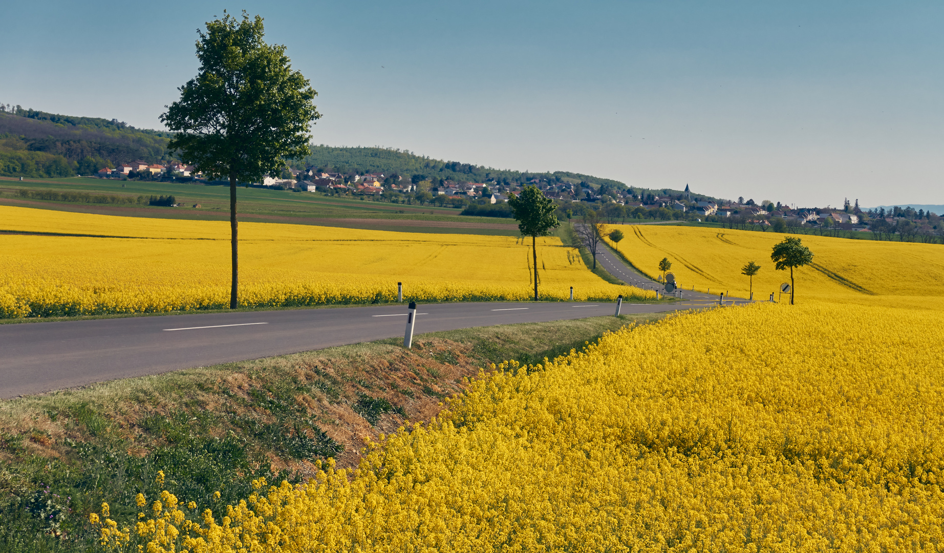 Straße zwischen Rapsfelder