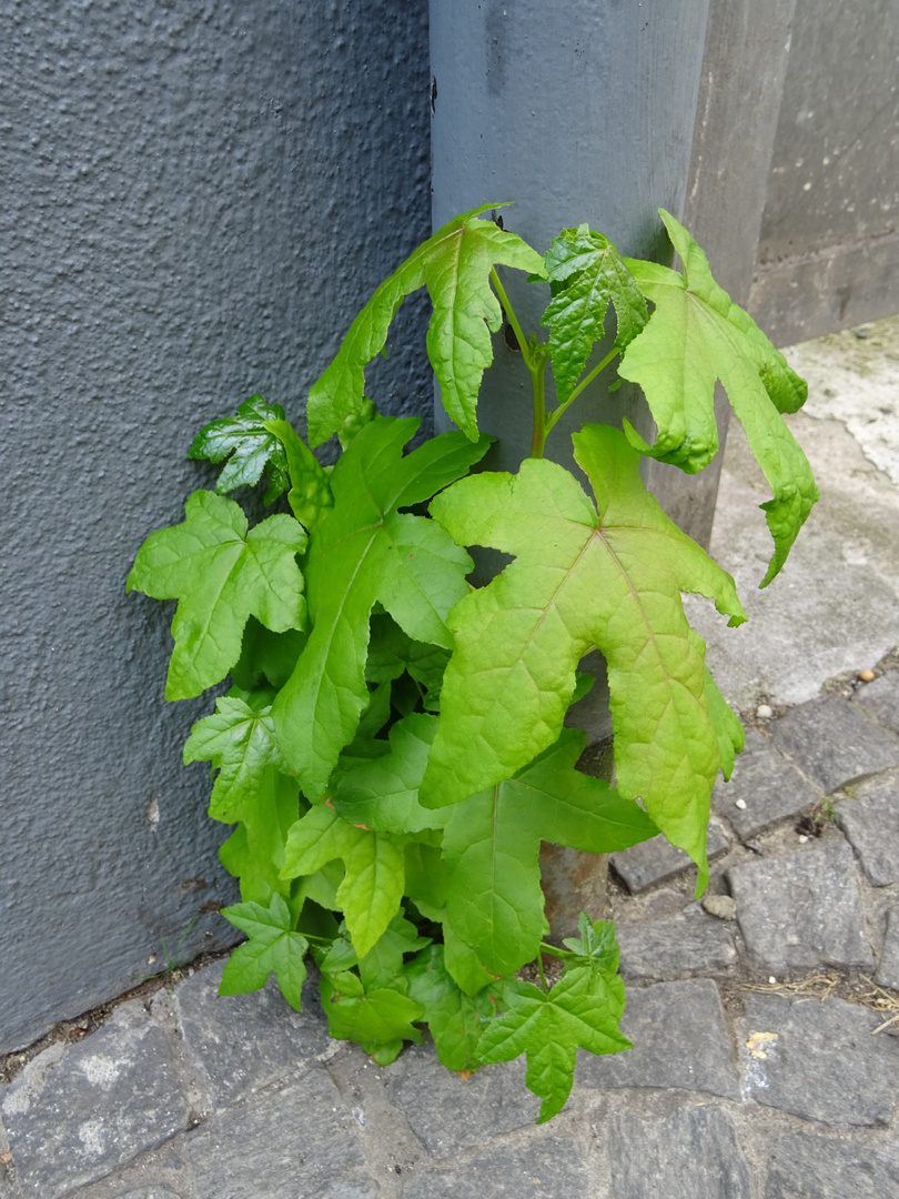 'Straßen-Baum', noch sehr klein