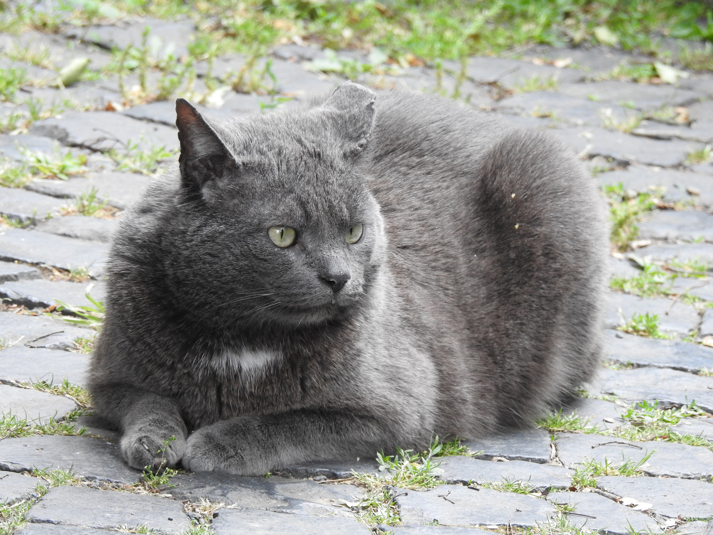 Strassen-Mieze....    ( Steinheim,Hanau)