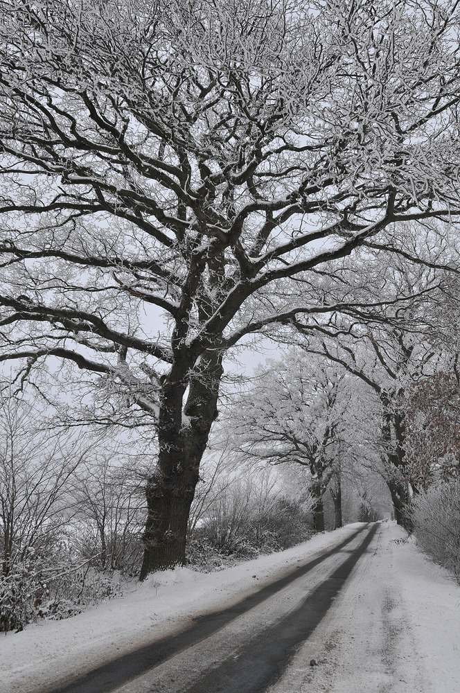 Straßen - Nebelkälte