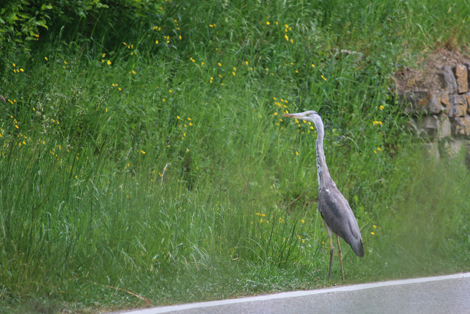 (Straßen-) Reiher