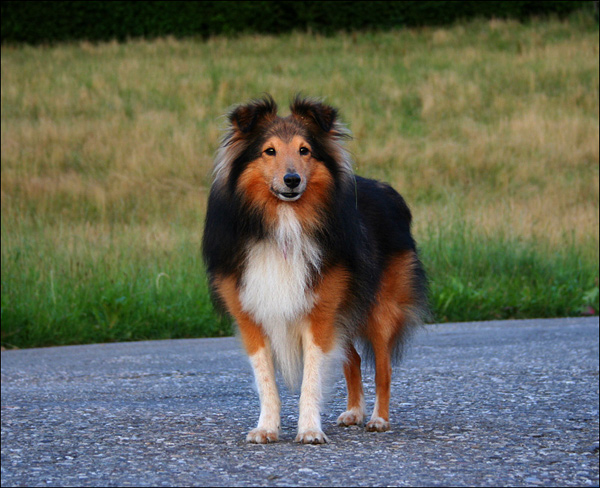 Strassen-Sheltie