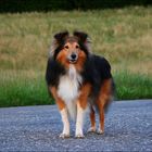 Strassen-Sheltie