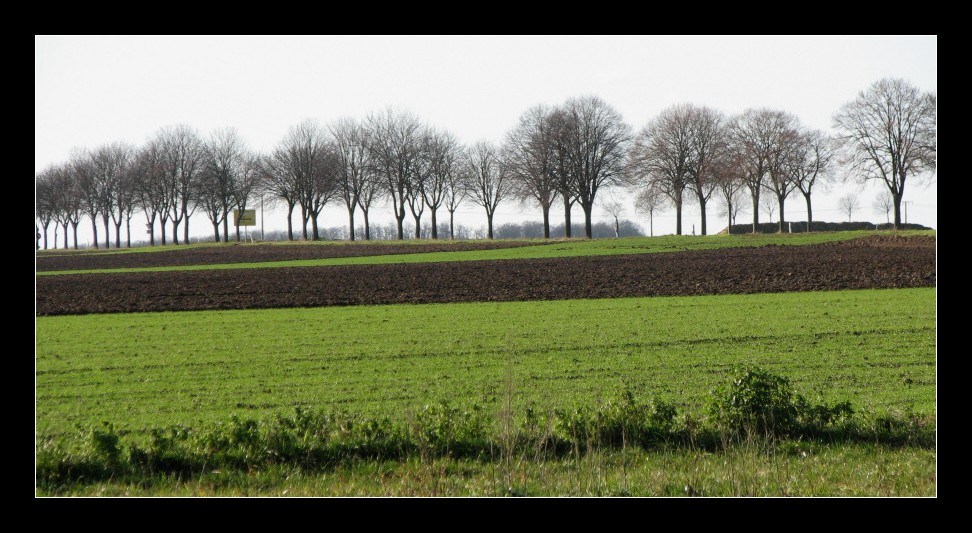 Straßenbäume