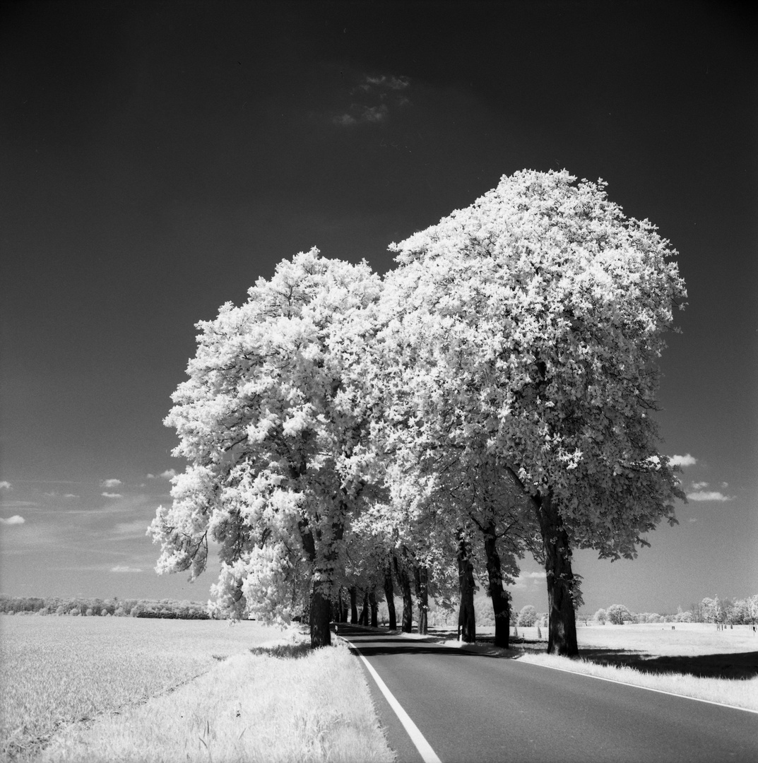 Straßenbäume im Mittagssonnenlicht