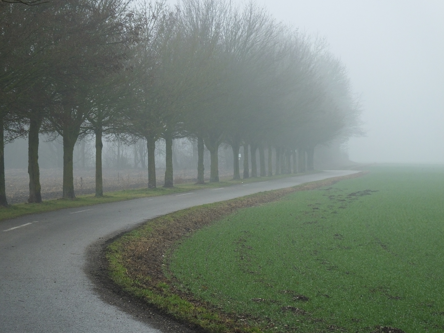 Strassenbäume im Nebel