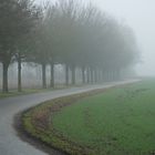 Strassenbäume im Nebel