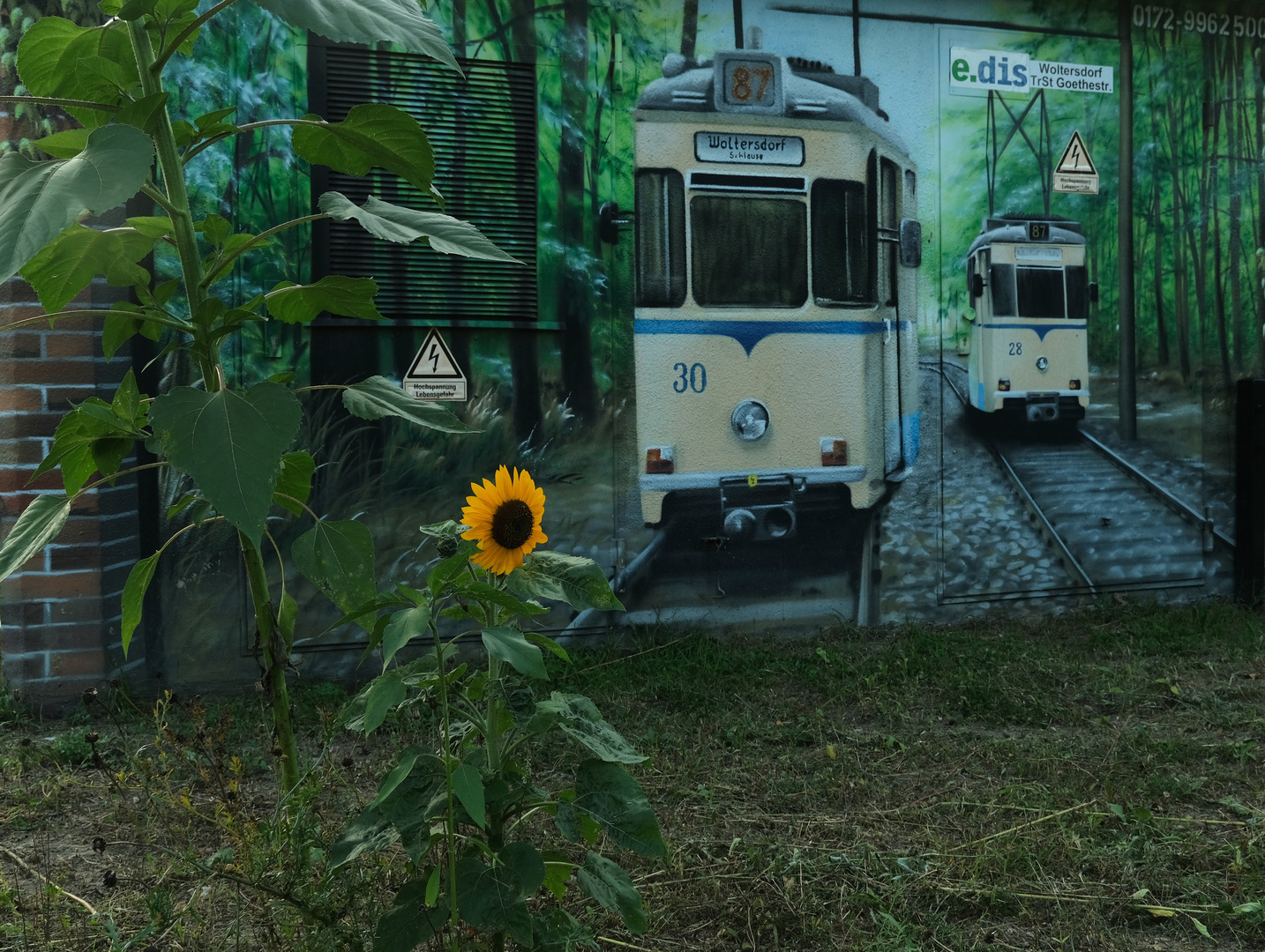 Straßenbahn und Sonnenblume