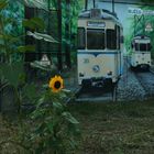 Straßenbahn und Sonnenblume