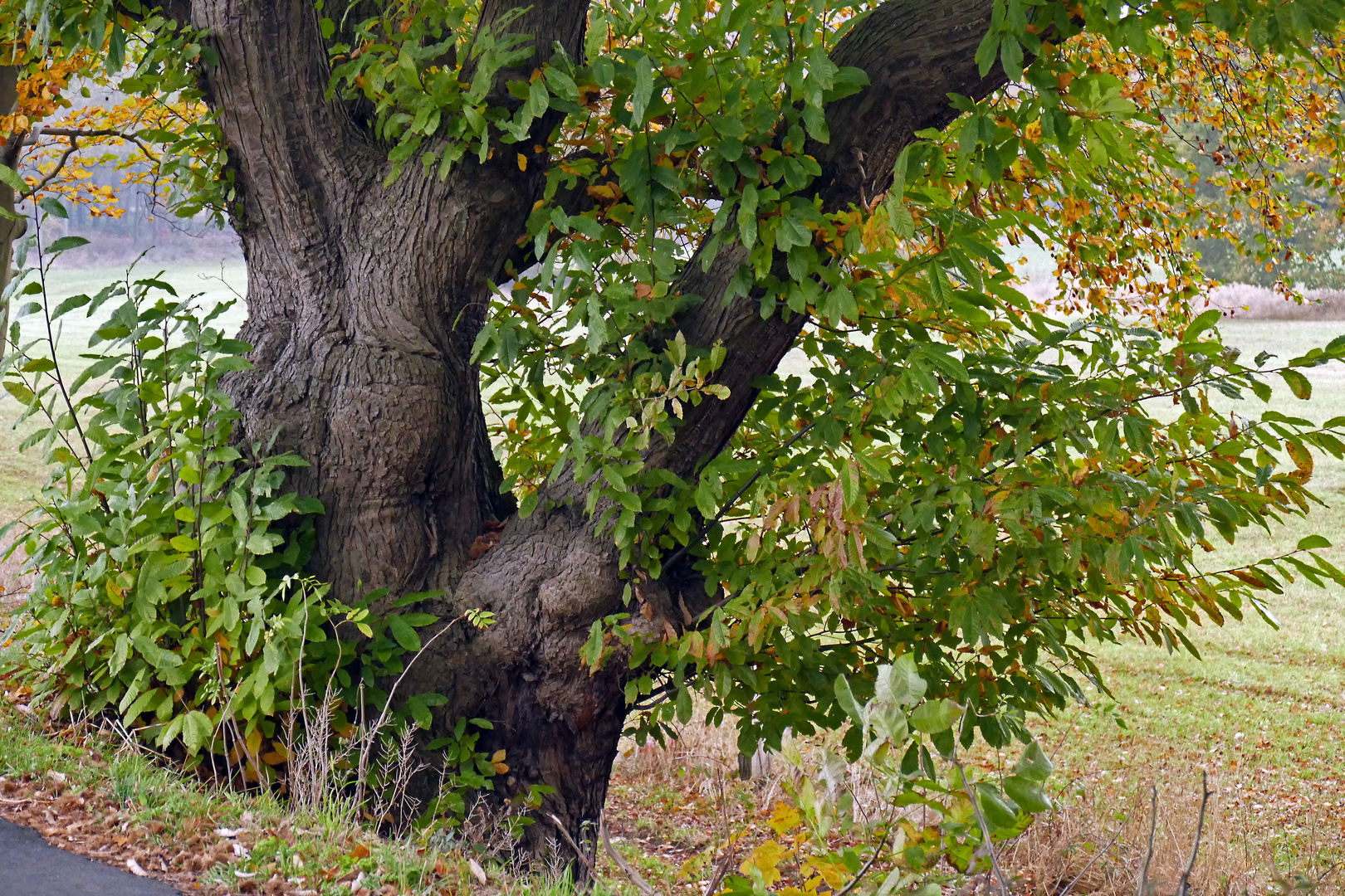 Straßenbaum