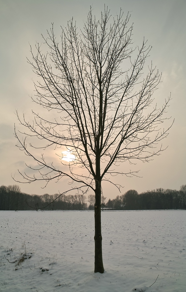 Straßenbaum im Gegenlicht