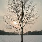 Straßenbaum im Gegenlicht