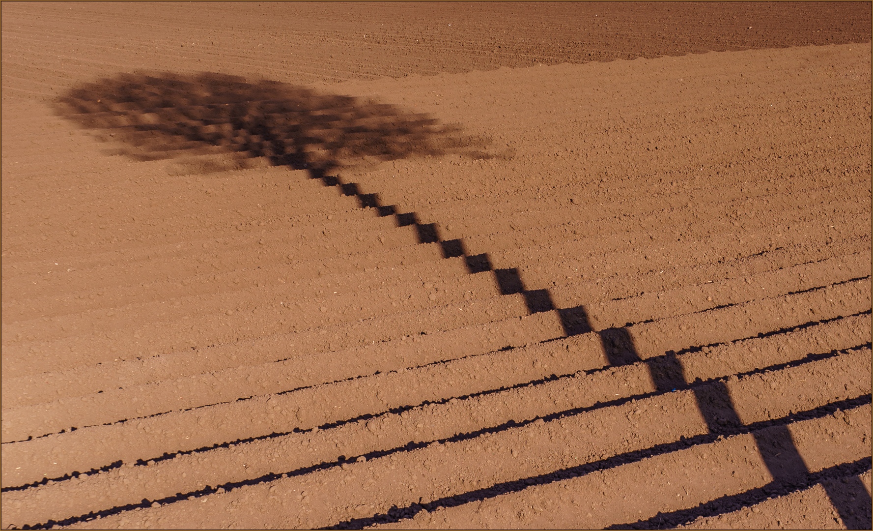 Straßenbaumschatten