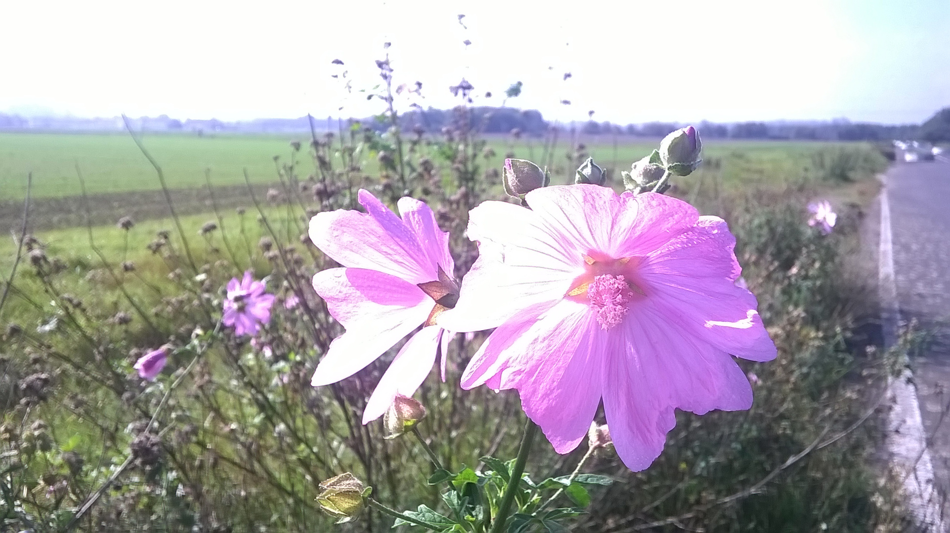 Straßenbegleitgrün mit Farbtupfer