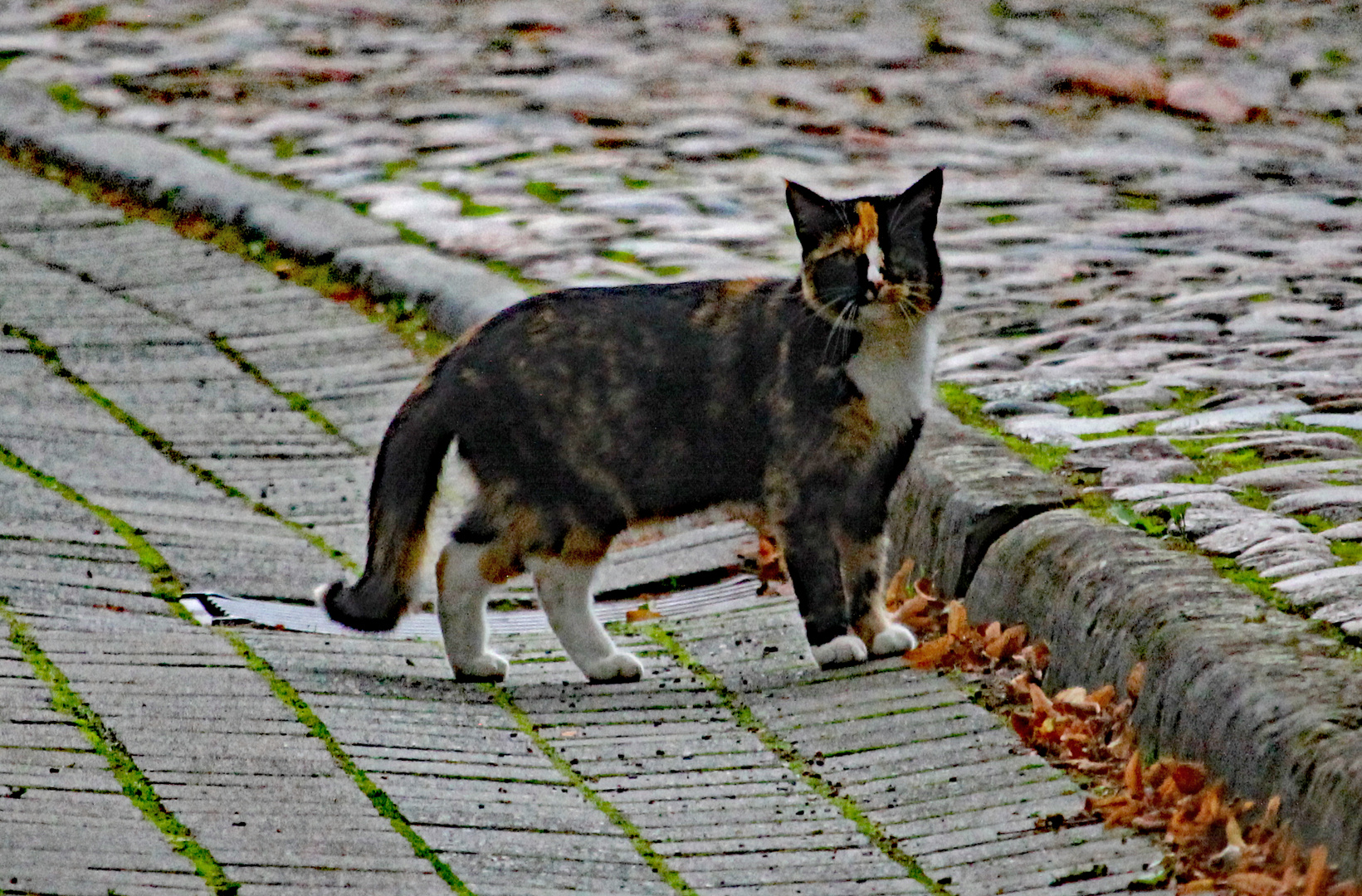 Straßenbekanntschaft