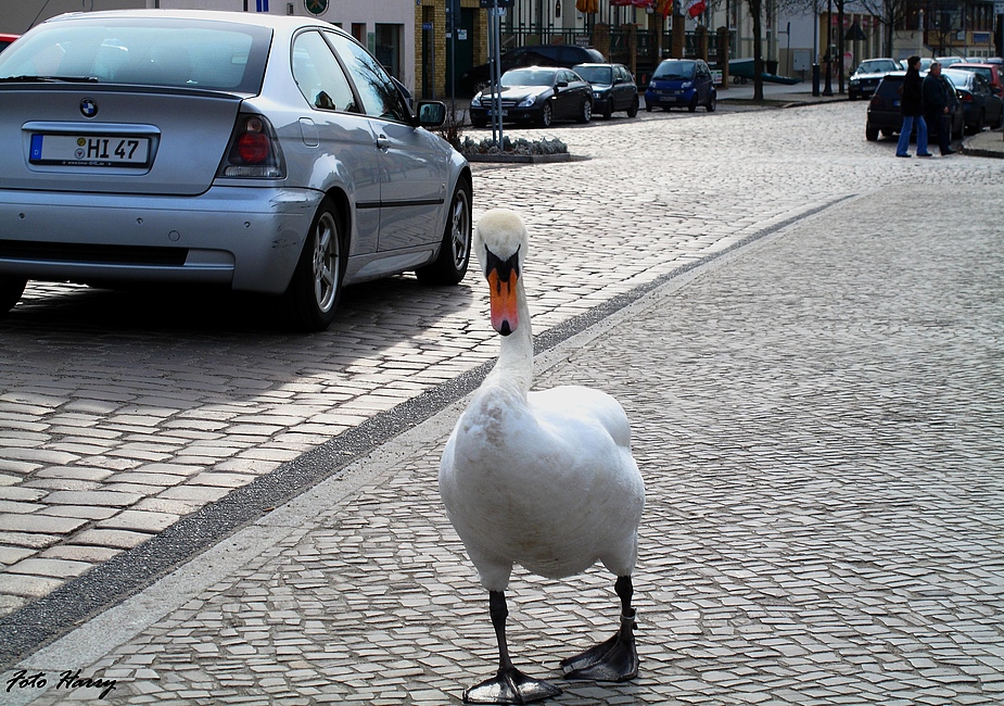 "Strassenbekanntschaft" in Werder/Havel.