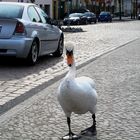 "Strassenbekanntschaft" in Werder/Havel.