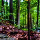 Straßenbeleuchtung für Waldbewohner