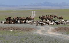 Straßenblockade in der Mongolei