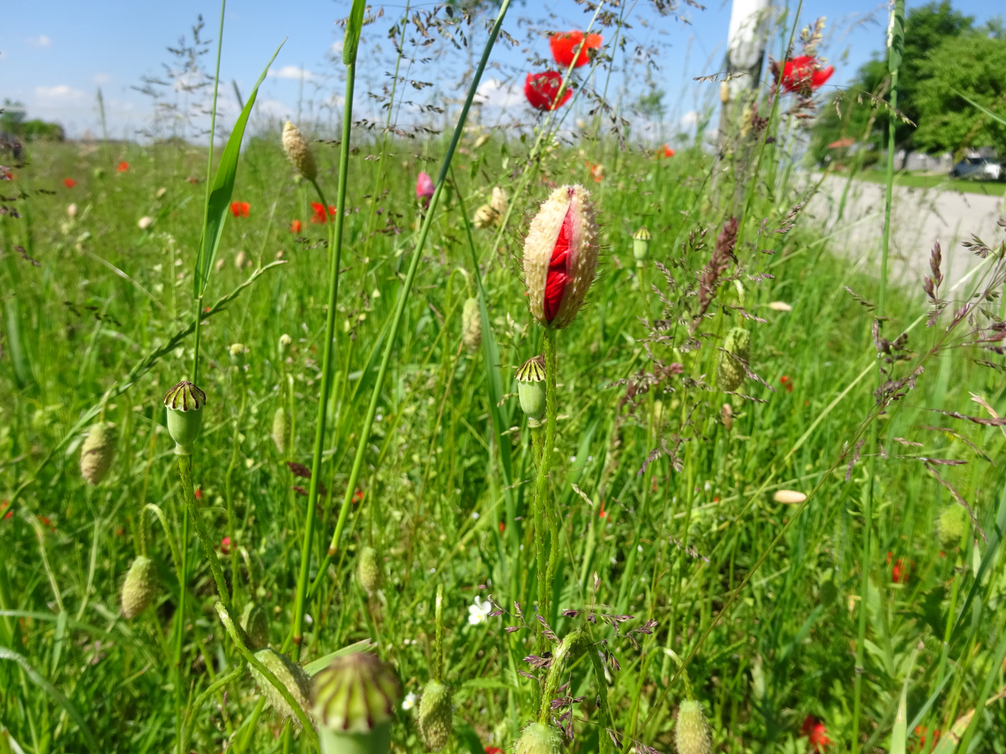 Straßenfest der Blumen