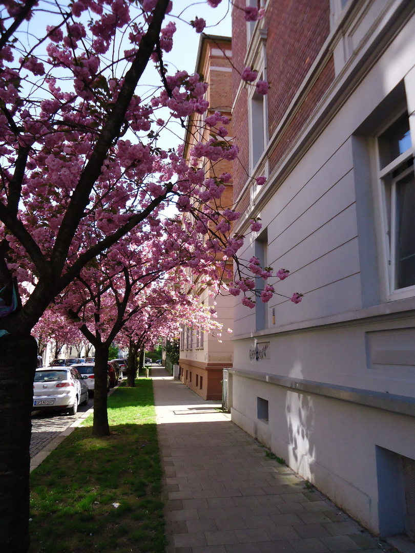 Straßenfrühling