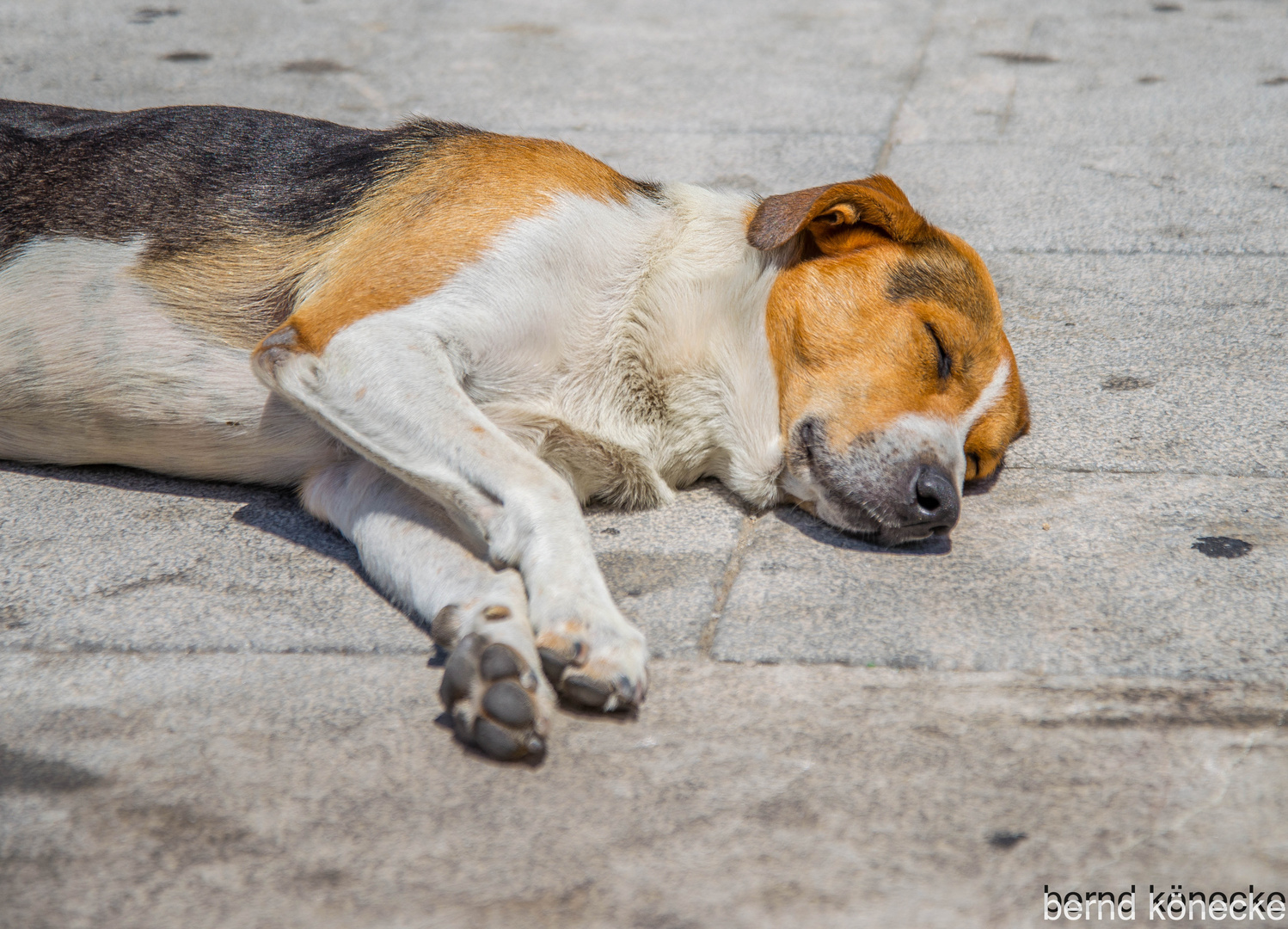 Strassenhund