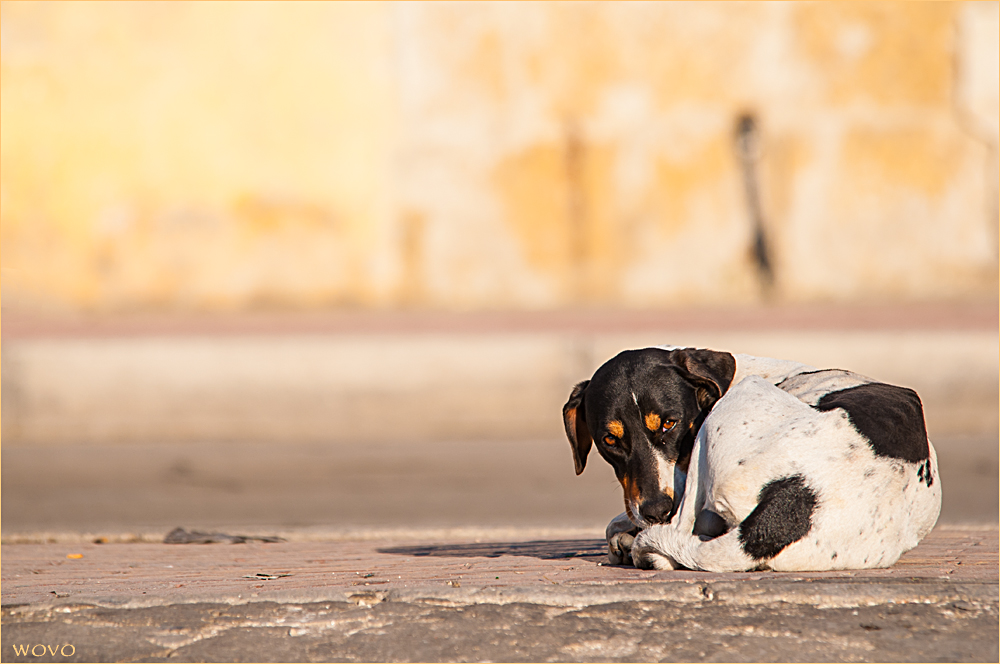 Straßenhund