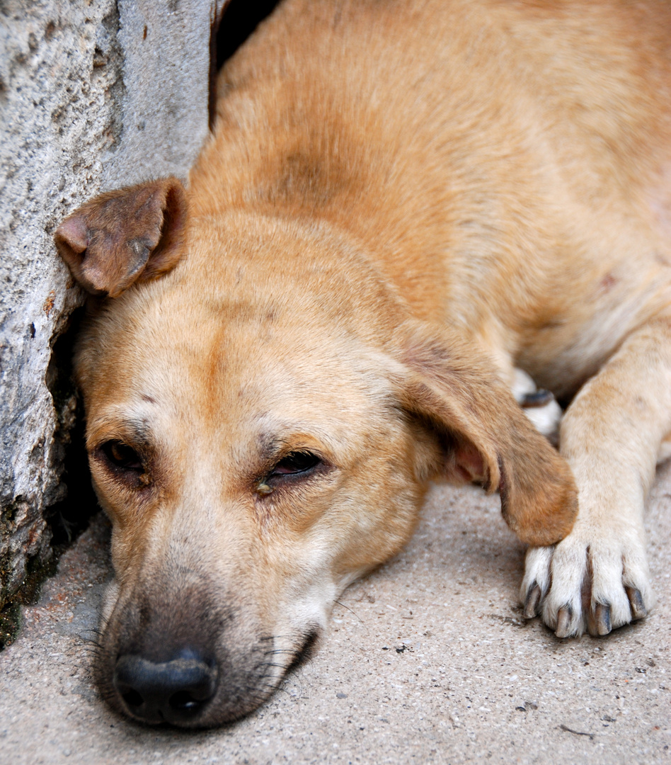 Straßenhund