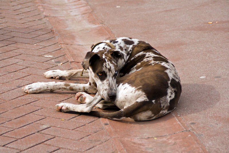 Straßenhund