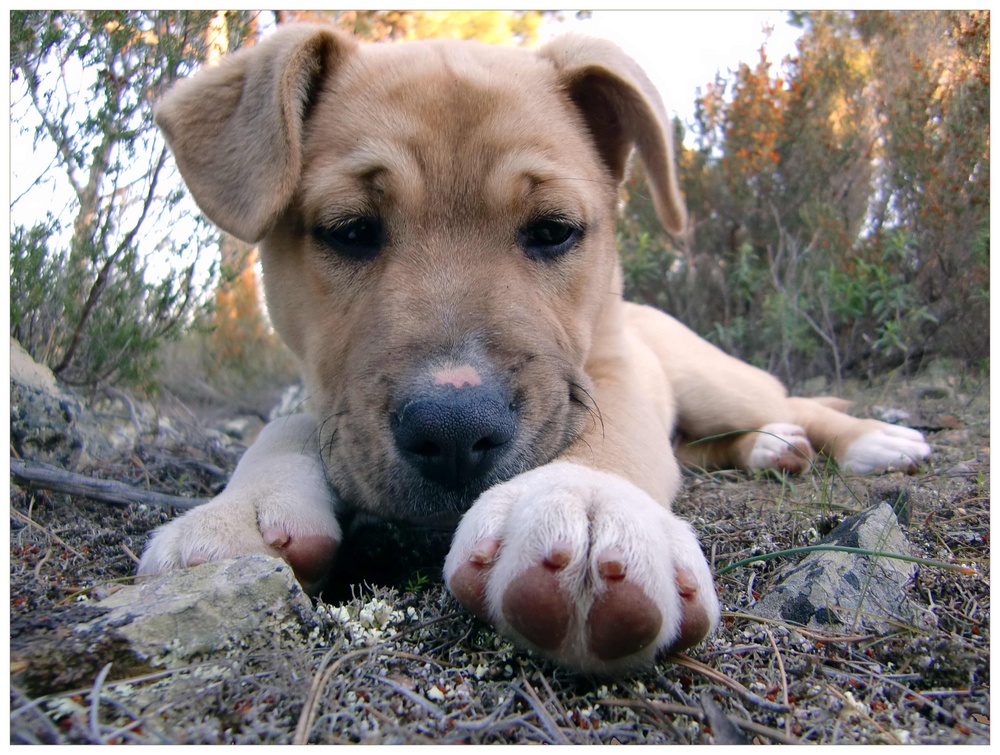 strassenhund "bruno"