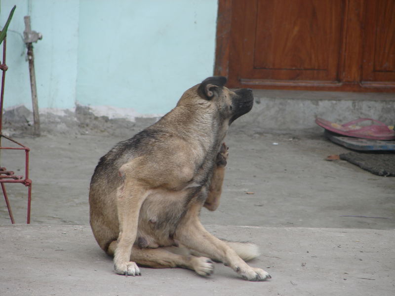 Straßenhund