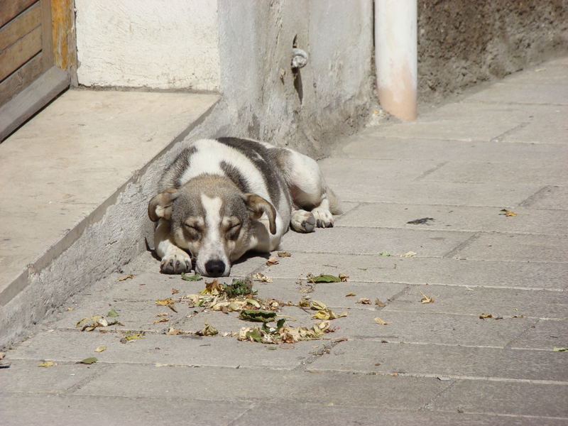 Strassenhund in Atella (Itali)