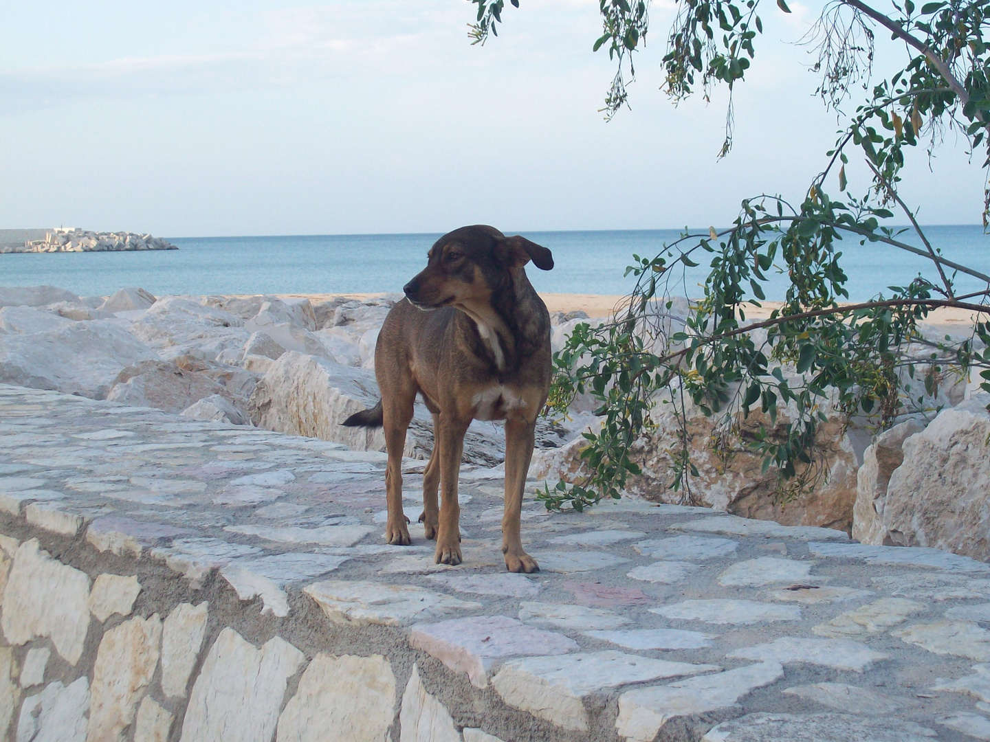 Straßenhund in Balestrate/Sizilien