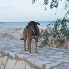 Straßenhund in Balestrate/Sizilien