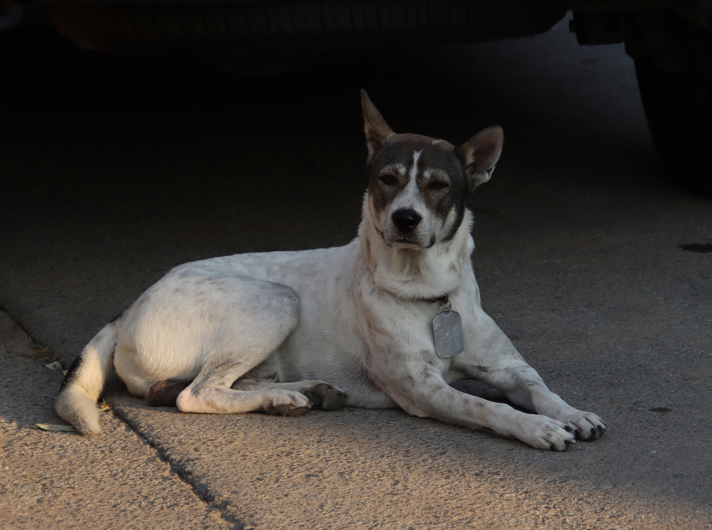 Strassenhund in Chiang Mai